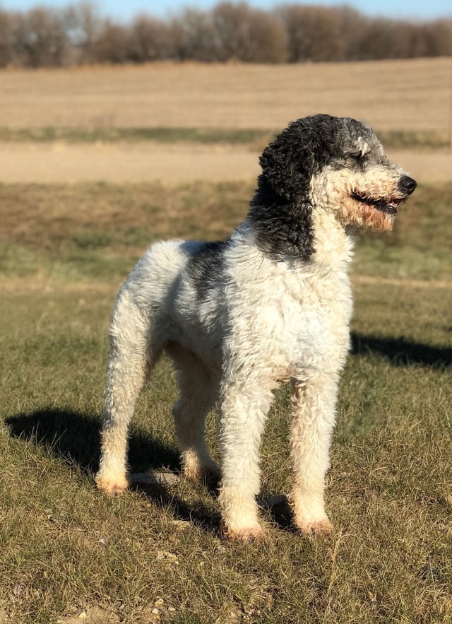 Bentley is an  Poodle and a father here at Poodles 2 Doodles - Best Sheepadoodle and Goldendoodle Breeder in Iowa