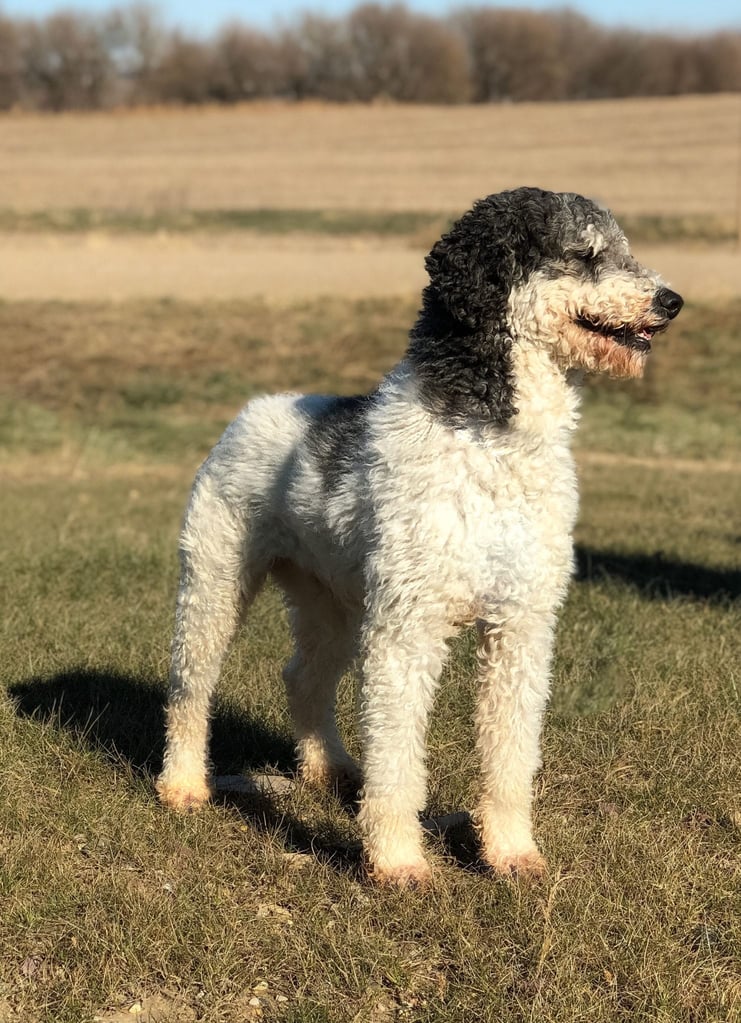 Bentley is an  Poodle and a father here at Poodles 2 Doodles, Sheepadoodle and Bernedoodle breeder from Iowa
