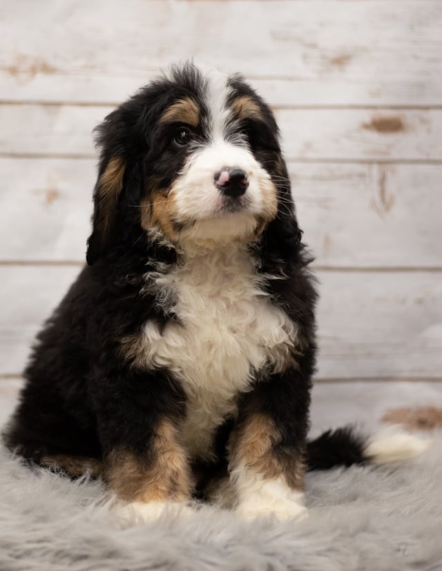 A picture of a Ink, one of our Standard Bernedoodles puppies that went to their home in Iowa