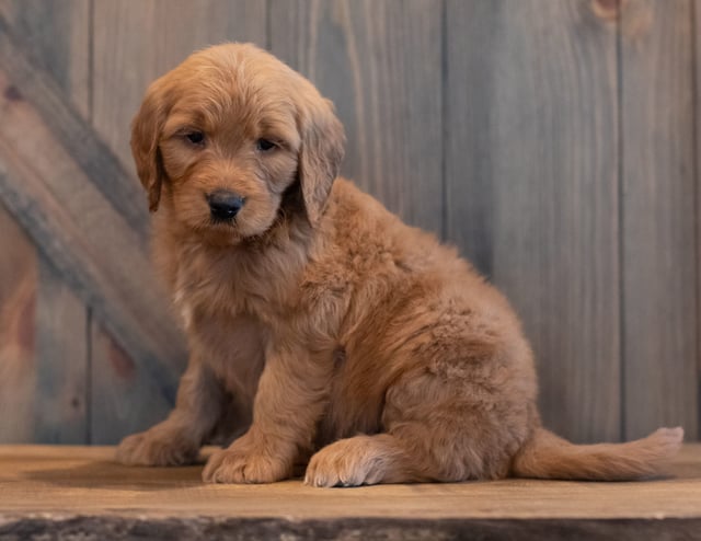 A picture of a Turner, one of our Mini Goldendoodles puppies that went to their home in California