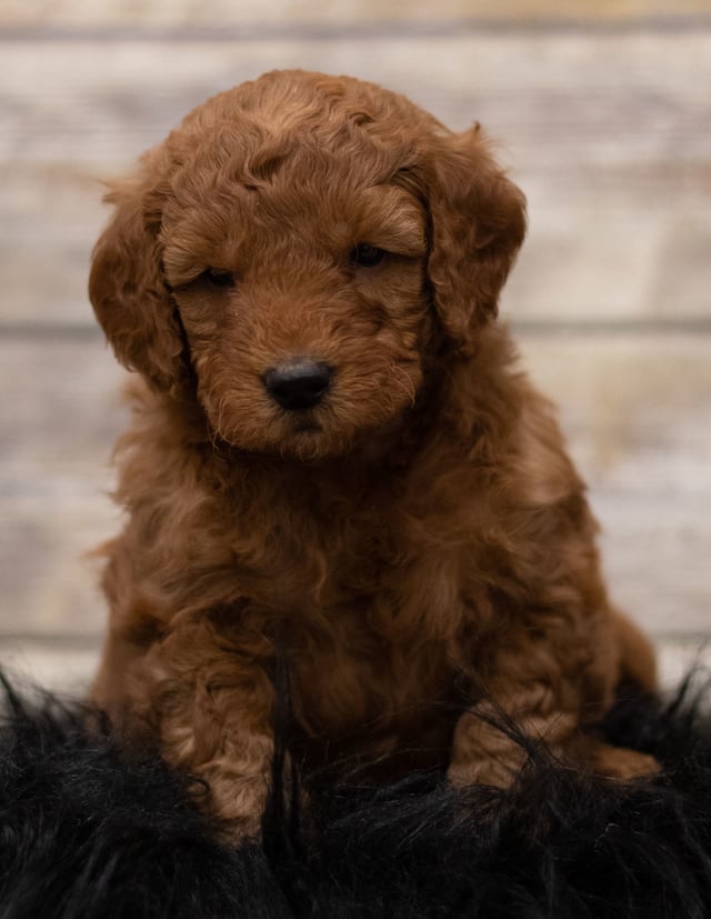 Hess came from Hess and Griffin's litter of F1 Goldendoodles