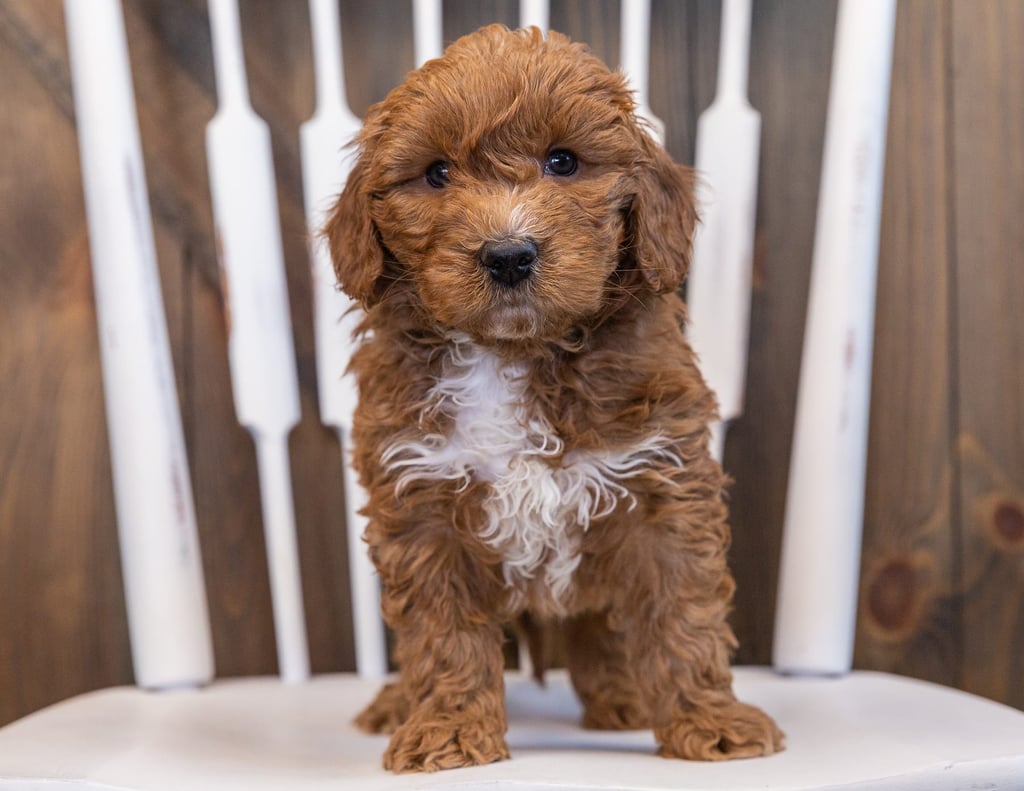 Sven came from Marlee and Milo's litter of F1 Goldendoodles
