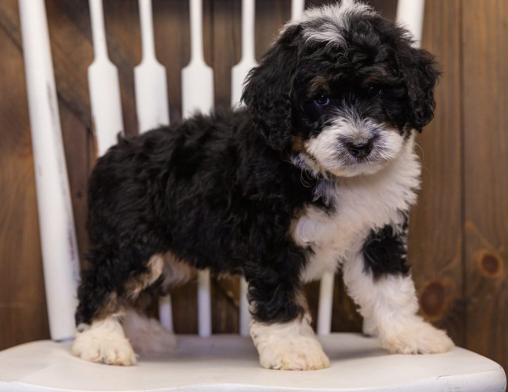 A picture of a Yacco, one of our Mini Bernedoodles puppies that went to their home in South Dakota