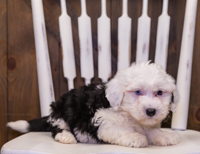 A picture of a Lacey, one of our Mini Sheepadoodles puppies that went to their home in Texas