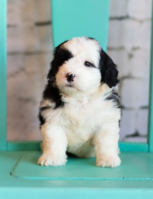 Another pic of our recent Sheepadoodle litter