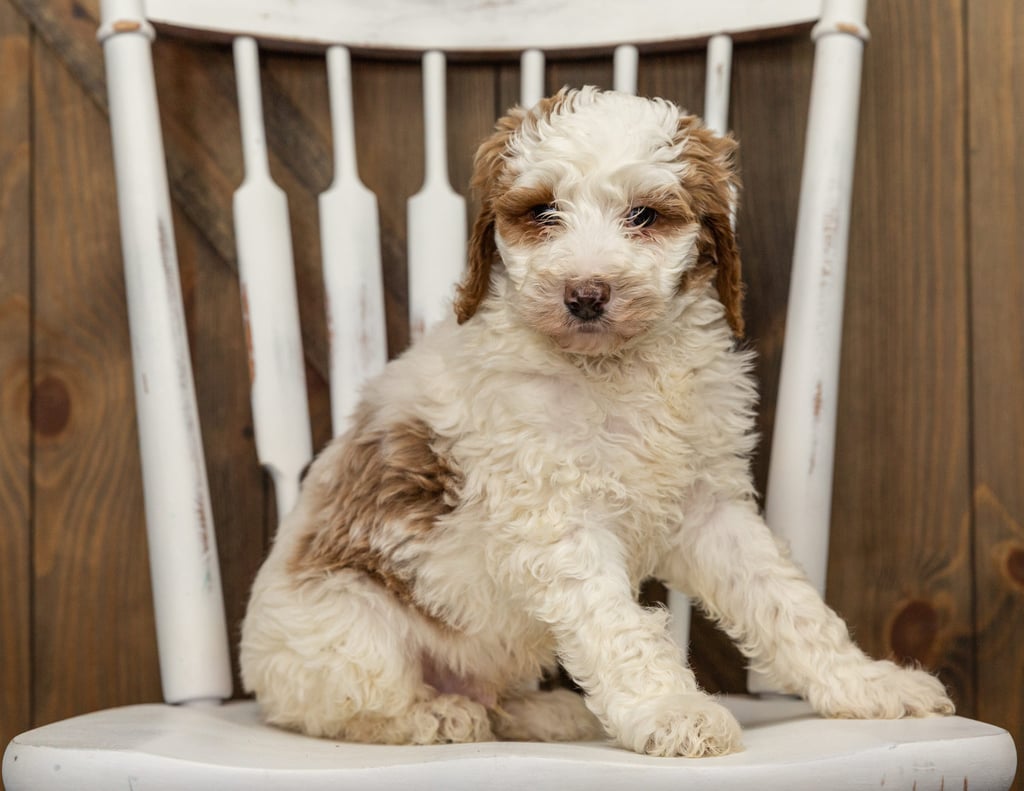 A picture of a Forest, one of our Standard Goldendoodles puppies that went to their home in California