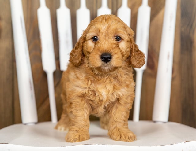 A picture of a Pax, one of our Mini Goldendoodles puppies that went to their home in Iowa