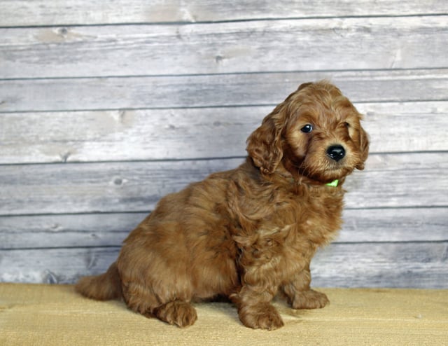 Uncle came from Penny and Taylor's litter of F1B Goldendoodles