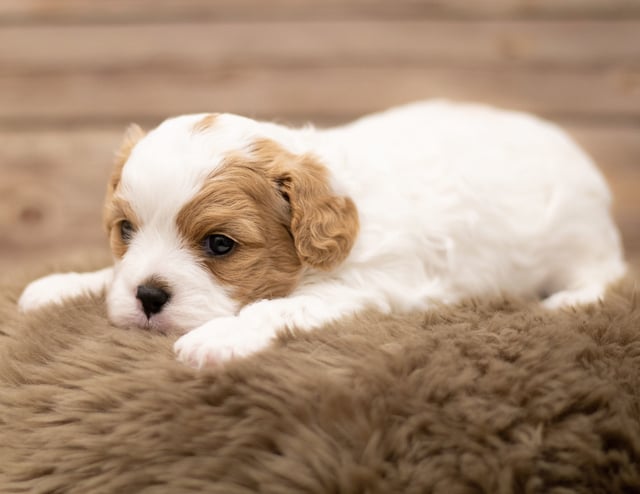 Jab came from Bella and Stanley's litter of F1 Cavapoos