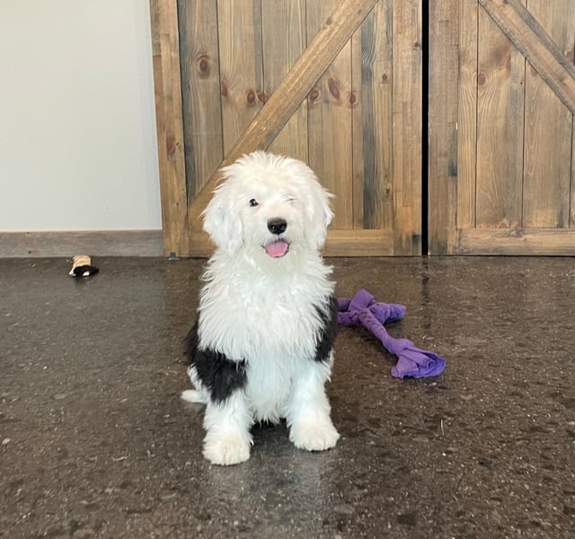 Lucifer is an F1 Sheepadoodle that should have  and is currently living in Colorado