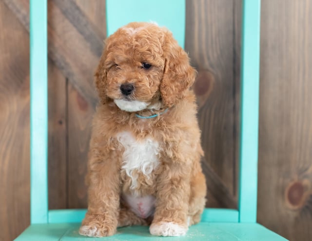 A picture of a Wendy, one of our Mini Goldendoodles puppies that went to their home in Wisconsin