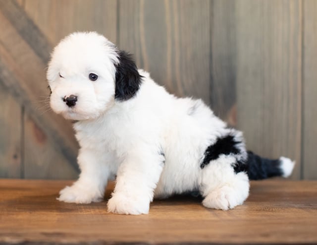 Visa is an F1 Sheepadoodle that should have  and is currently living in California