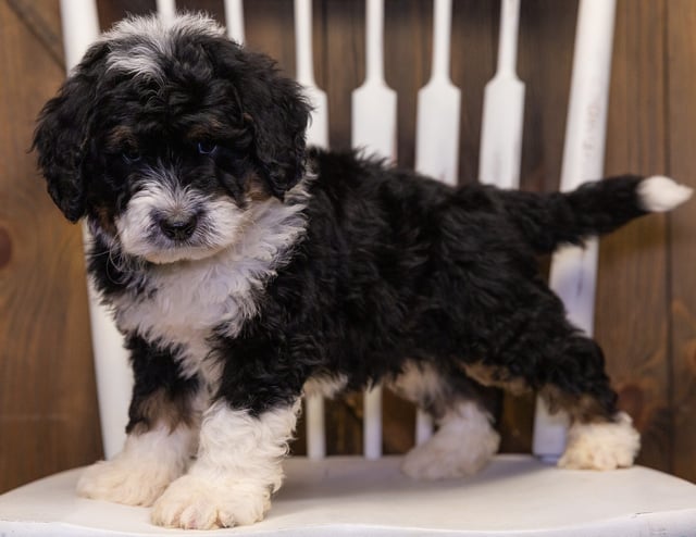 Yacco is an F1 Bernedoodle that should have  and is currently living in South Dakota