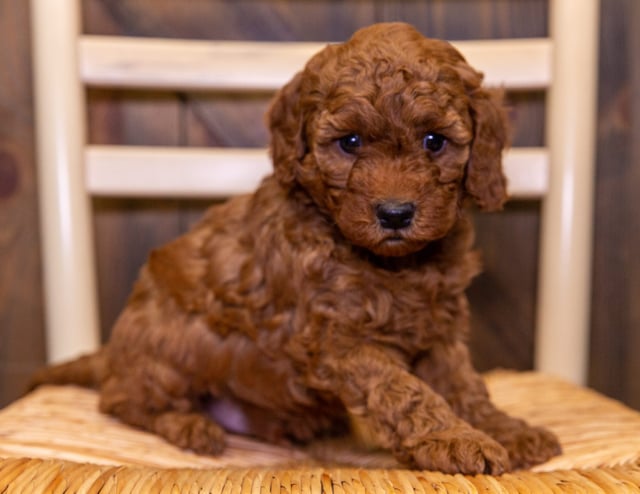 A picture of a Emmo, one of our Petite Cavapoos puppies that went to their home in California