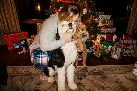 F1 Standard Sheepadoodle and Mini Goldendoodle with Guardian Mom