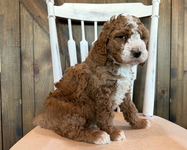 A picture of a Griffin, a gorgeous Mini Goldendoodles for sale