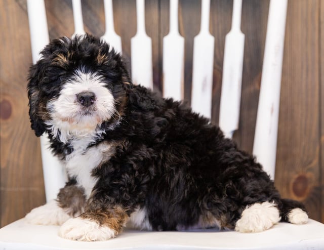 Monte is an F1 Bernedoodle that should have  and is currently living in Massachusetts