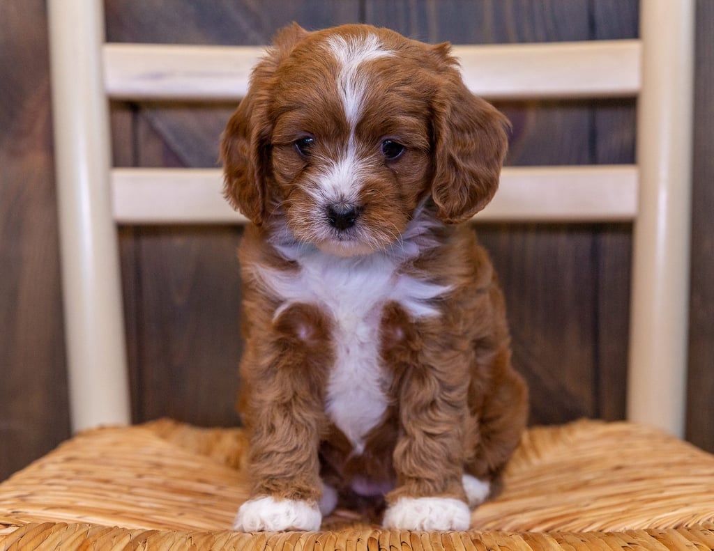 Vanda is an F1 Cavapoo that should have  and is currently living in Iowa