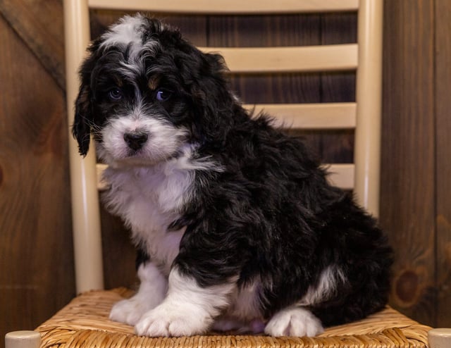 Yahoo came from Percy and Bentley's litter of F1 Bernedoodles