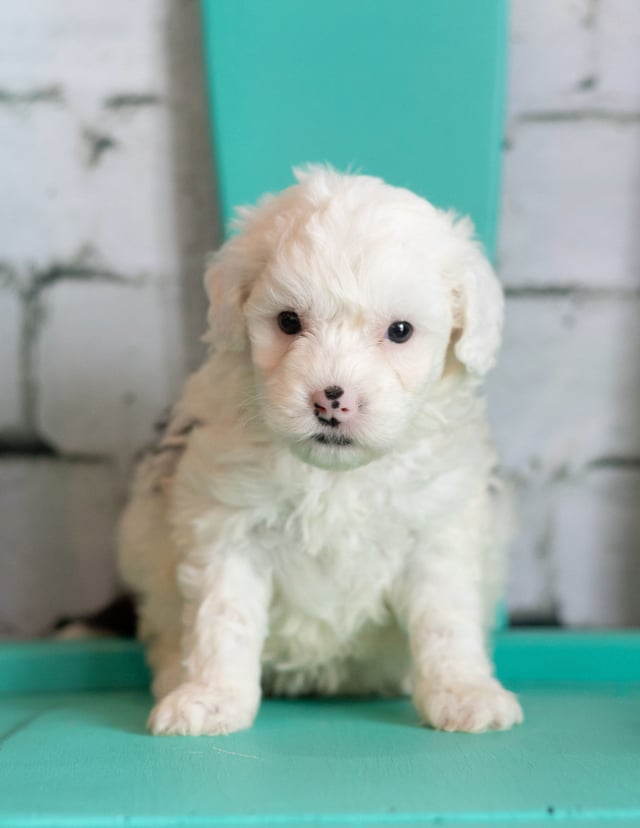 Another pic of our recent Sheepadoodle litter