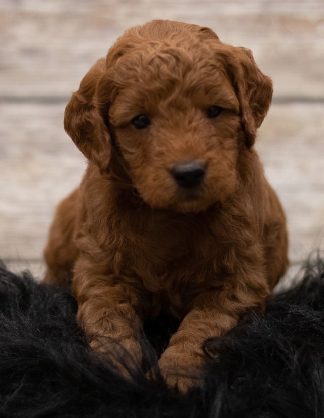 Haze came from Haze and Griffin's litter of F1 Goldendoodles