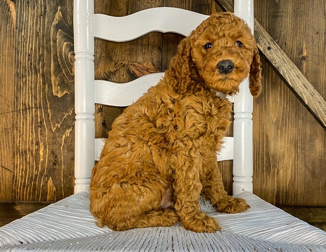 A picture of a Xackery, one of our Mini Irish Doodles puppies that went to their home in Nebraska