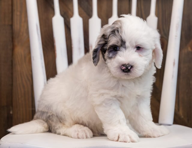 A picture of a Arlo, one of our  Sheepadoodles puppies that went to their home in Kansas