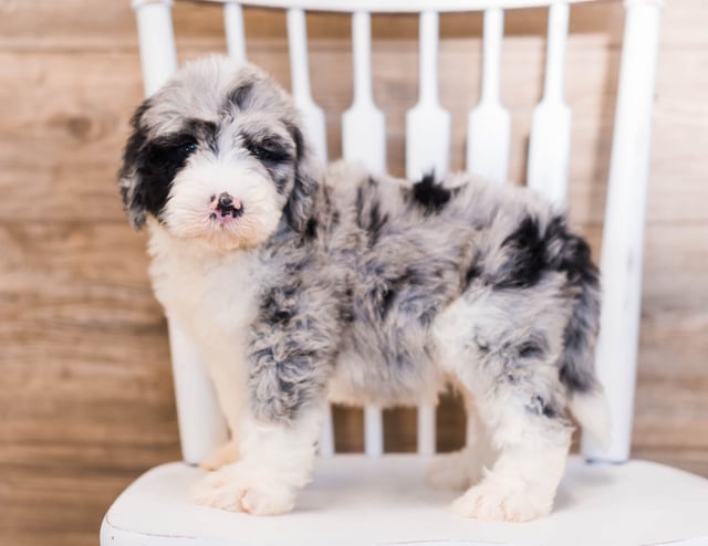 Another pic of our recent Sheepadoodle litter