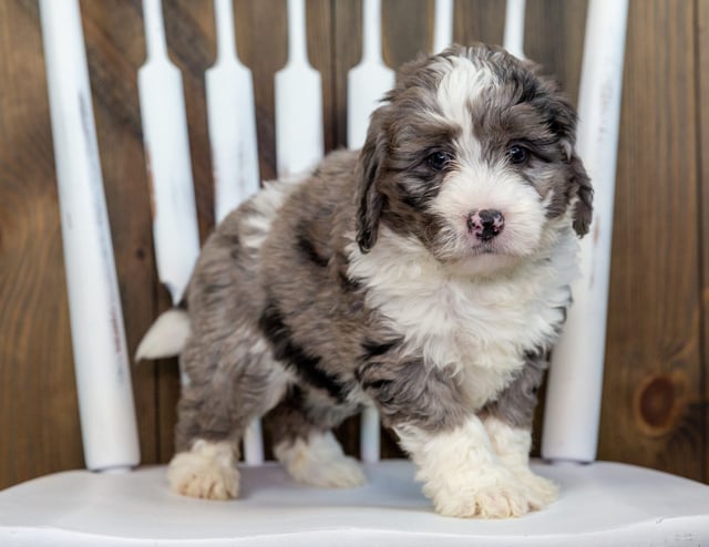 Vicky is an F1 Bernedoodle that should have  and is currently living in Connecticut