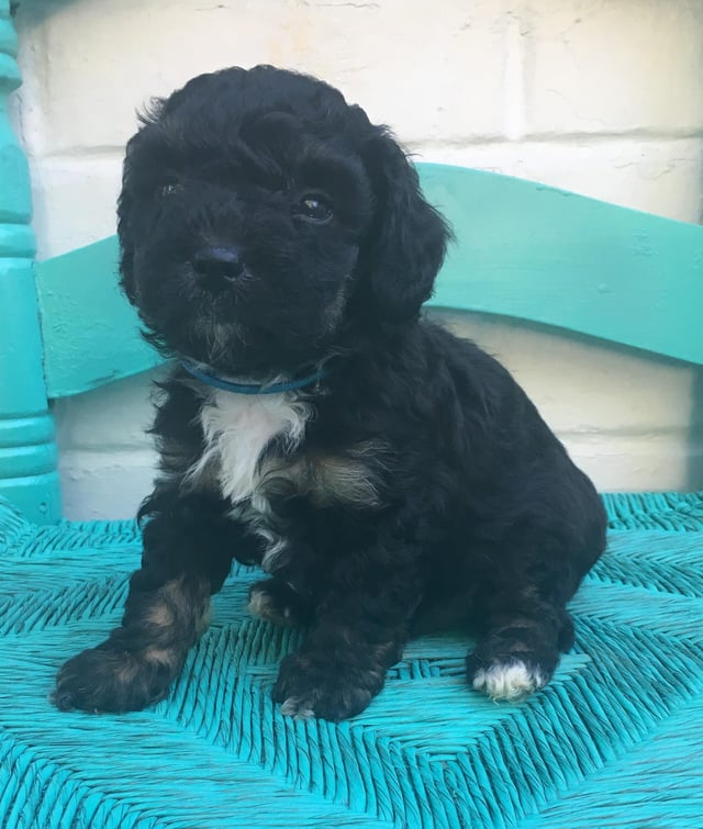 A picture of a Gizmo, one of our Petite Bernedoodles puppies that went to their home in Iowa
