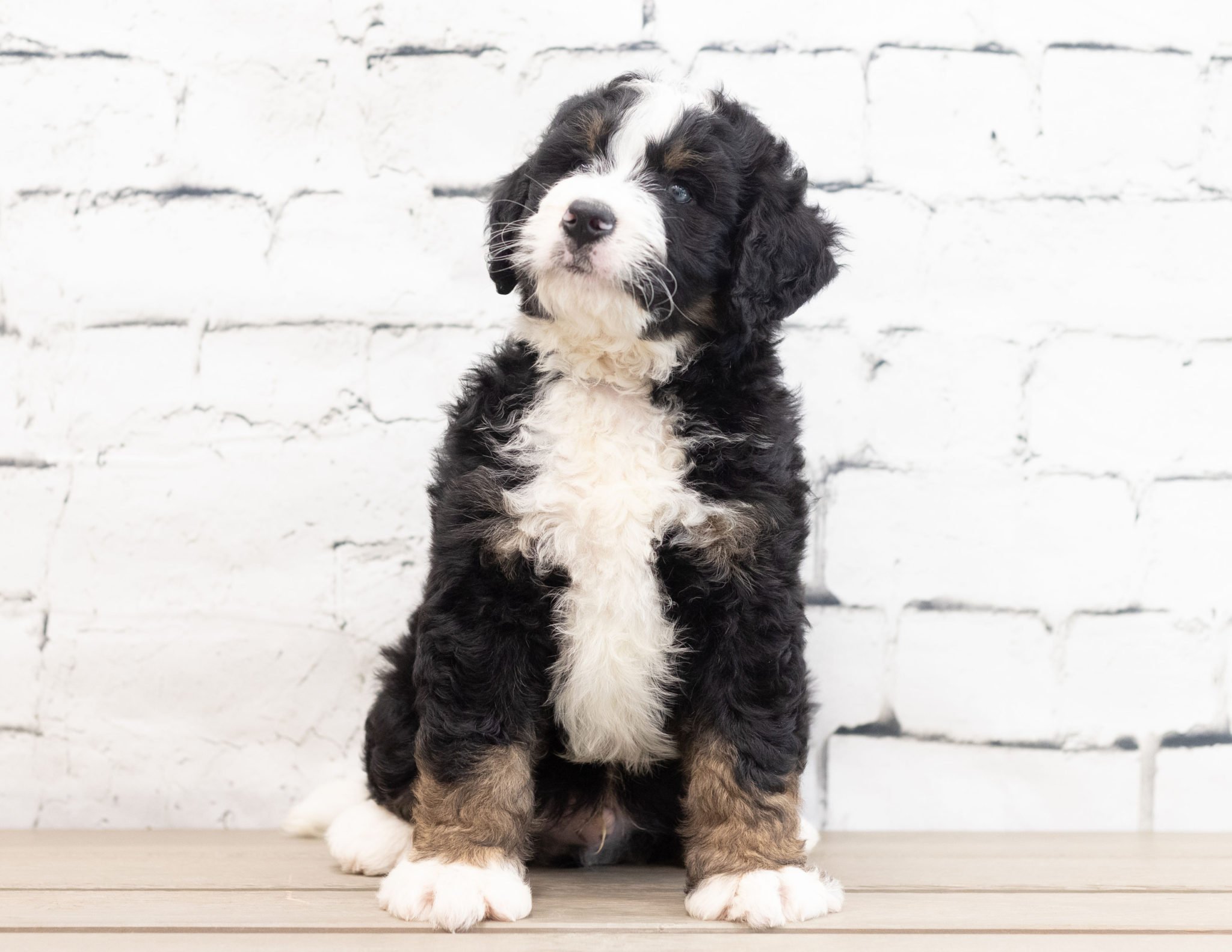 A litter of Standard Bernedoodles raised in Iowa by Poodles 2 Doodles