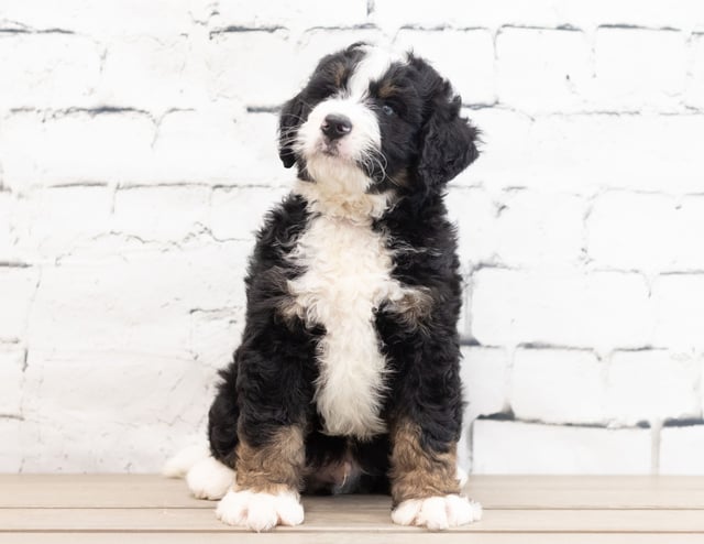 A picture of a Xavier, a gorgeous Standard Bernedoodles for sale