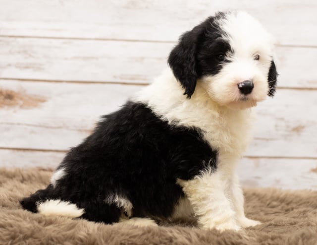 Mojo is an F1 Sheepadoodle for sale in Iowa.