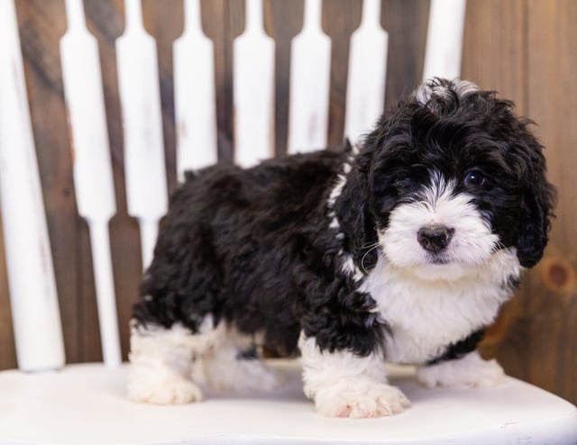 A picture of a Marlo, one of our  Bernedoodles puppies that went to their home in North Carolina