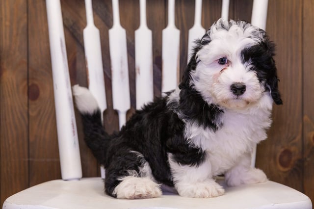 A picture of a Dash, one of our Mini Sheepadoodles puppies that went to their home in Massachusetts