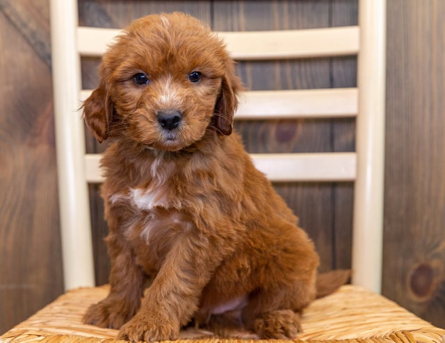 Kip is an F1 Goldendoodle that should have  and is currently living in Iowa