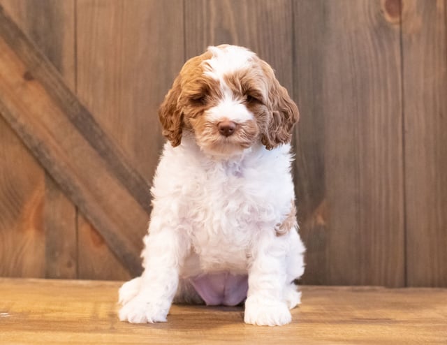 A picture of a Ilene, one of our Mini Goldendoodles puppies that went to their home in South Dakota