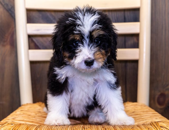 Xella came from Delilah and Bentley's litter of F1 Bernedoodles