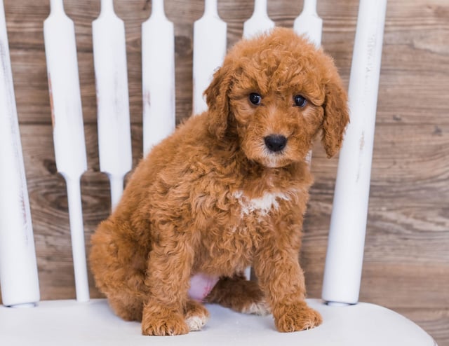 Reveka is an F1 Goldendoodle that should have  and is currently living in Illinois