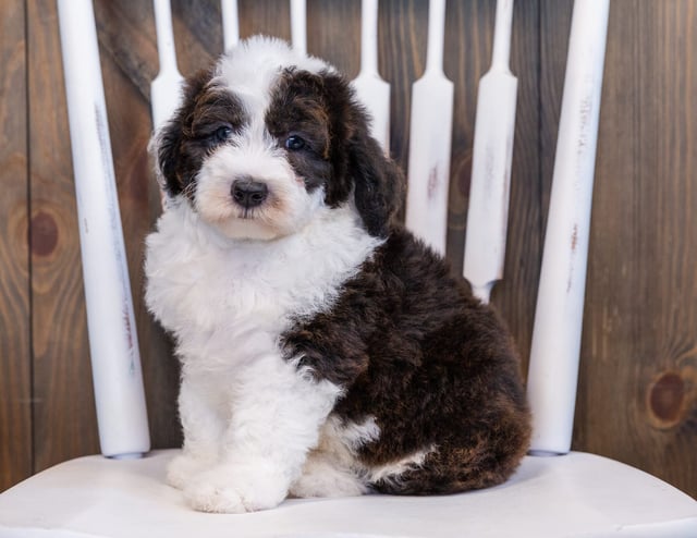 Elliot is an F1 Sheepadoodle that should have  and is currently living in Illinois