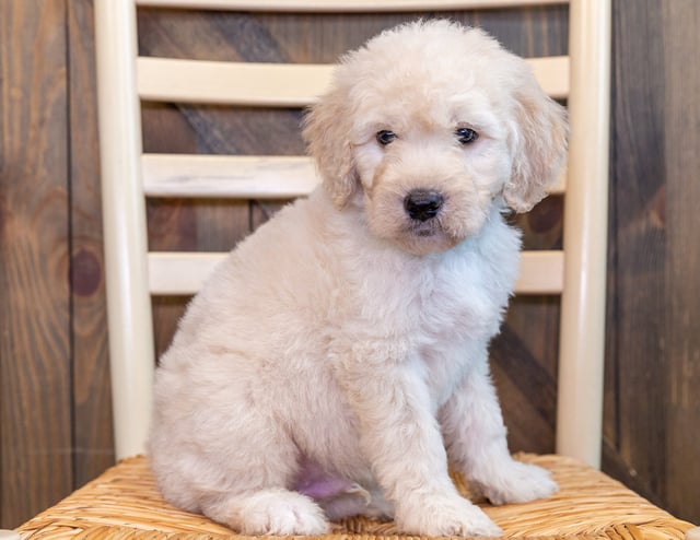 A picture of a Quor, one of our Standard Goldendoodles puppies that went to their home in Iowa