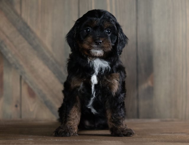 A picture of a Hob, one of our Petite Cavapoos puppies that went to their home in Iowa