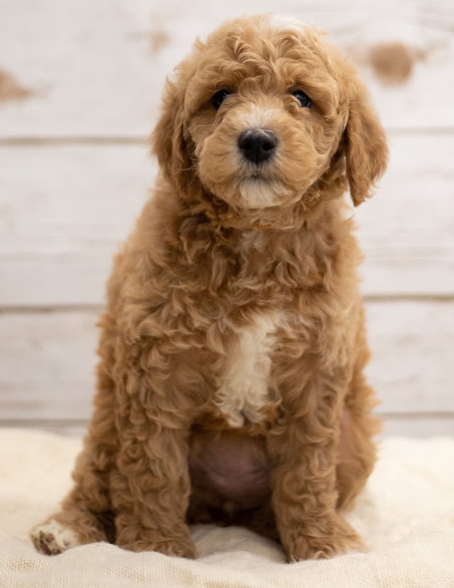 A picture of a Kel, one of our Mini Goldendoodles puppies that went to their home in South Dakota