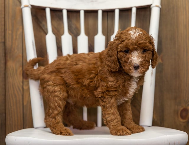 A picture of a Eska, one of our Mini Goldendoodles puppies that went to their home in Tennessee