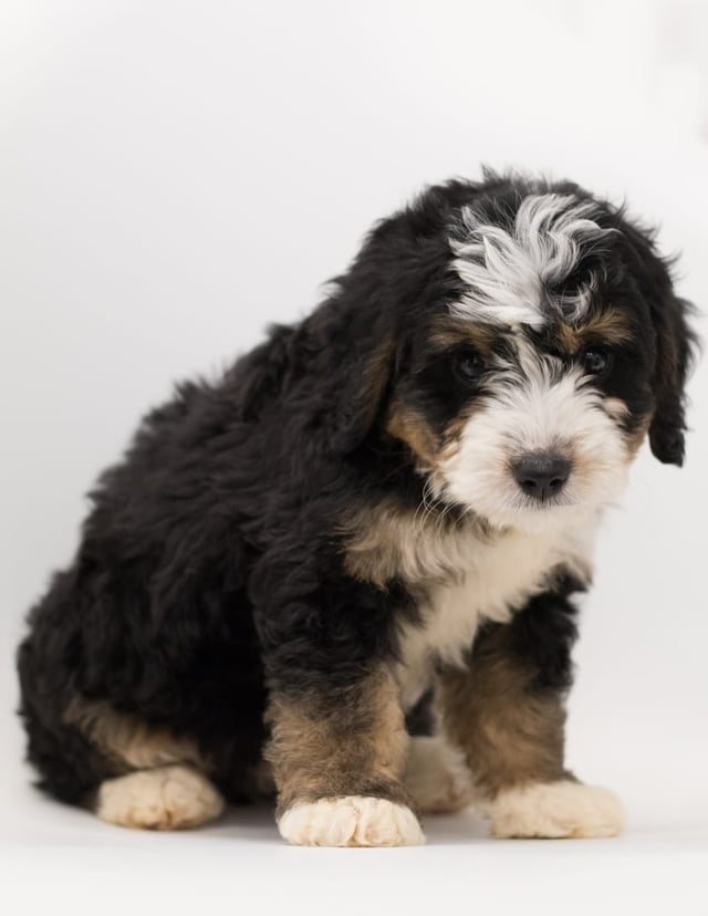 Bear is an F1 Bernedoodle for sale in Iowa.