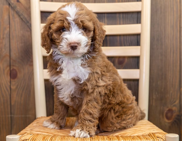 Jed is an Multigen Australian Goldendoodle that should have  and is currently living in Illinois