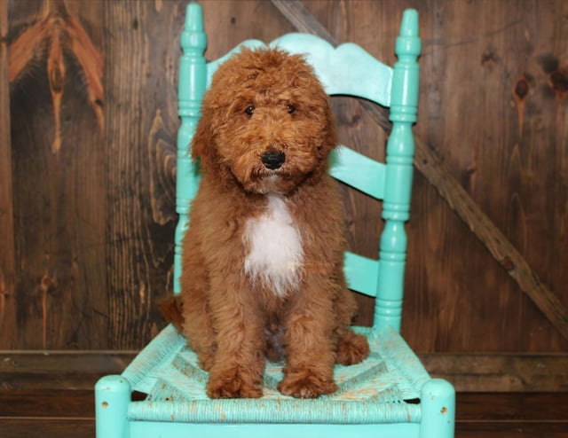 Webber is an F1BB Goldendoodle that should have  and is currently living in Missouri