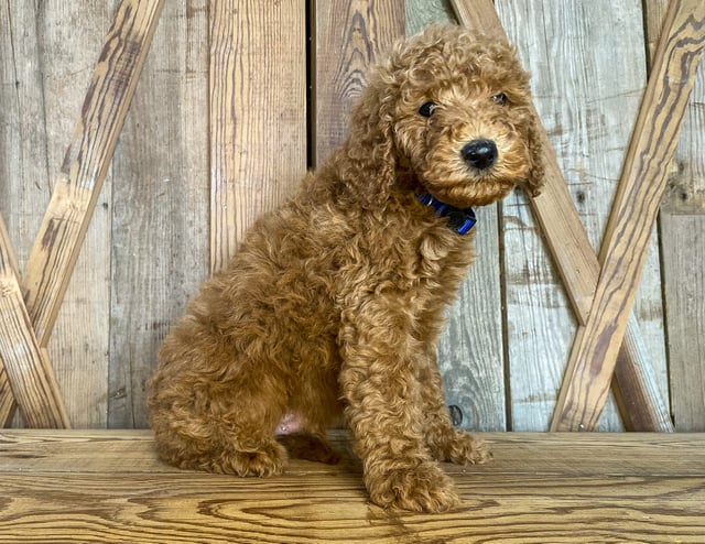 Mickey came from Tatum and Toby's litter of F1BB Goldendoodles