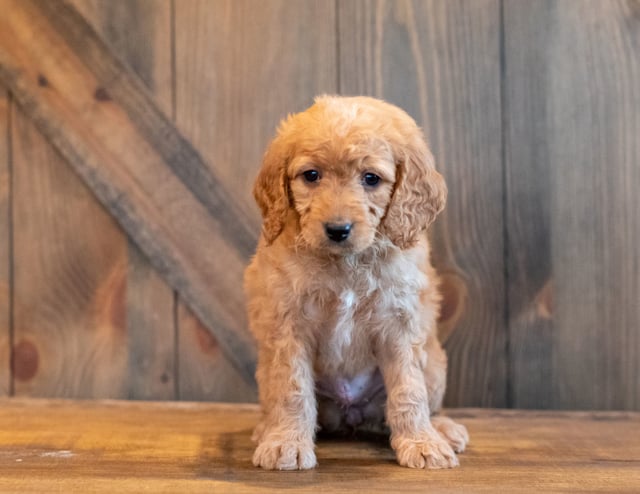 A picture of a Helgo, one of our Mini Goldendoodles puppies that went to their home in South Dakota