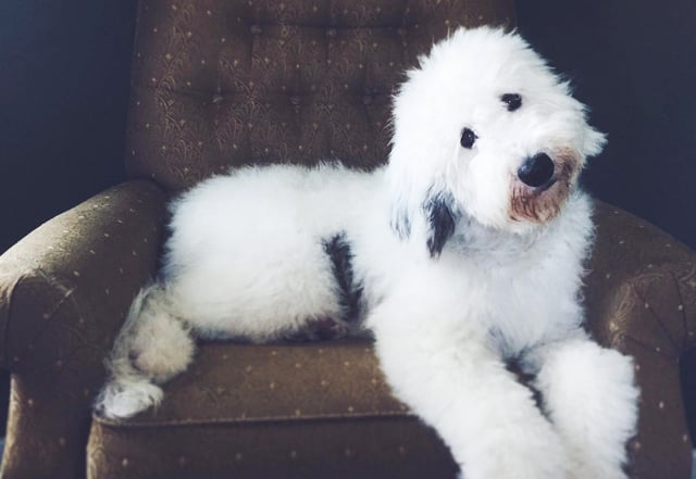 A cute Standard Sheepadoodle with his head tilted relaxing on a couch